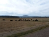Estimated carrying capacity is 250 head for summer pasture